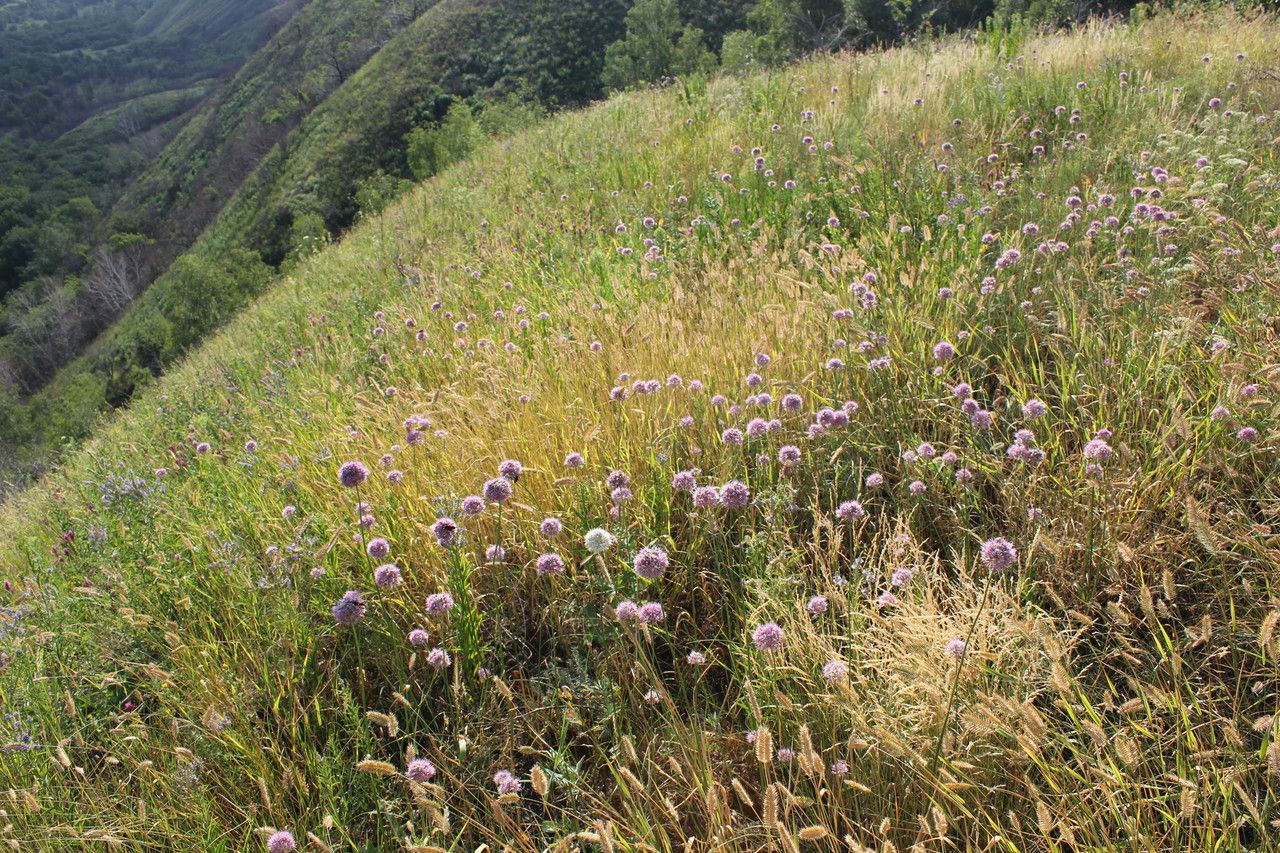 Allium lineare flower