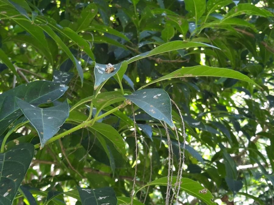 Citharexylum donnell-smithii — related species from the same genus