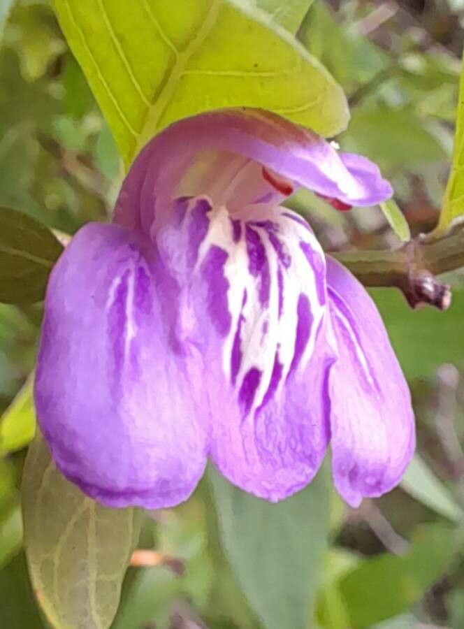 Justicia tweediana — houseplant care guide