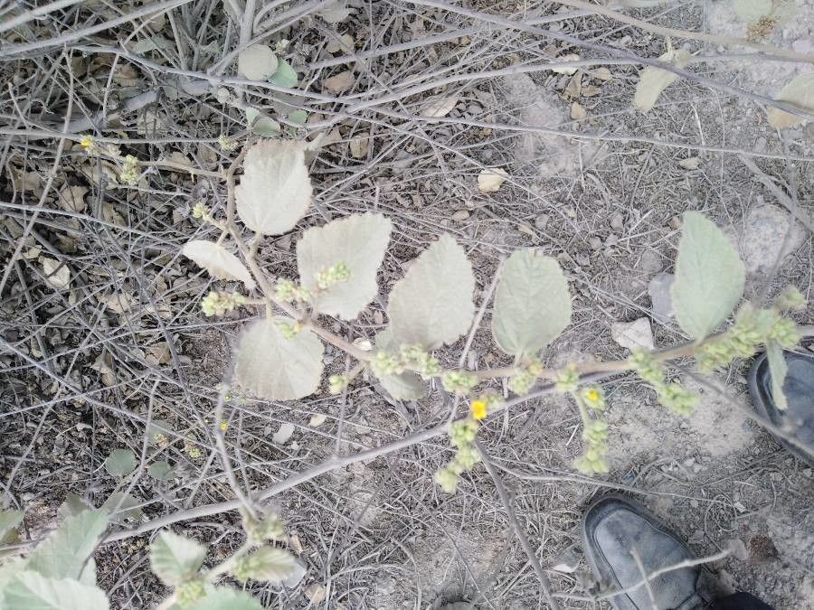 Waltheria ovata leaf