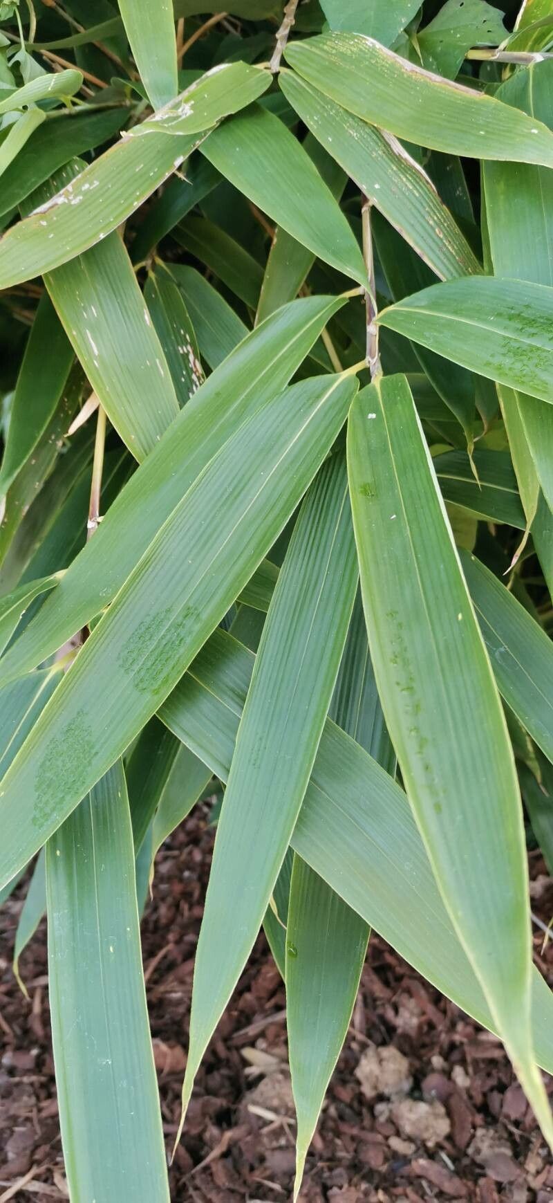 Sasa tsuboiana — search result for 'Sasa'