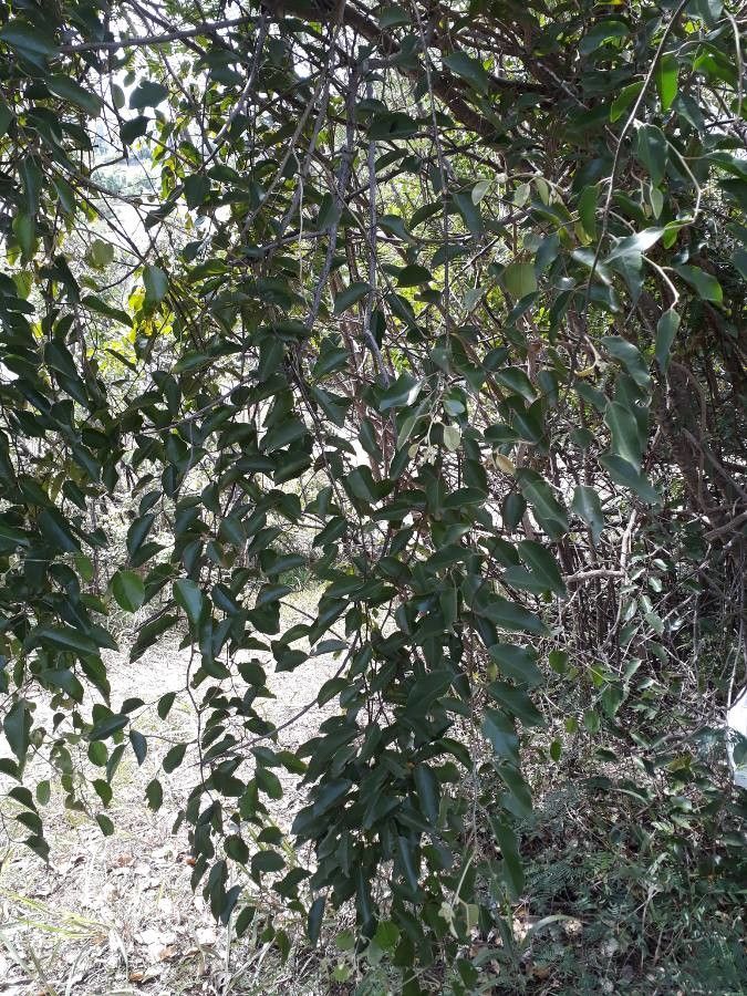 Capparis quiniflora habit