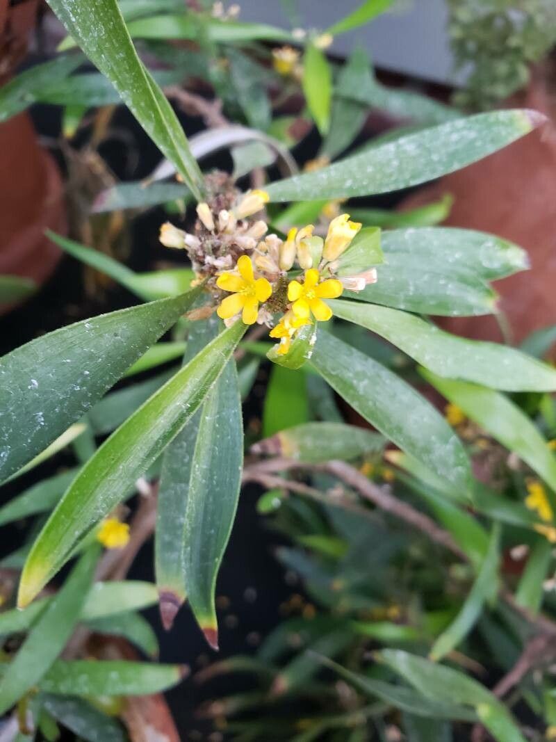 Oxalis fruticosa flower