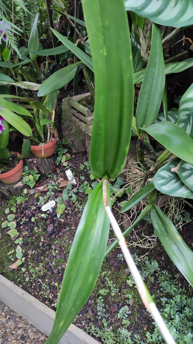 Oncidium lineoligerum leaf