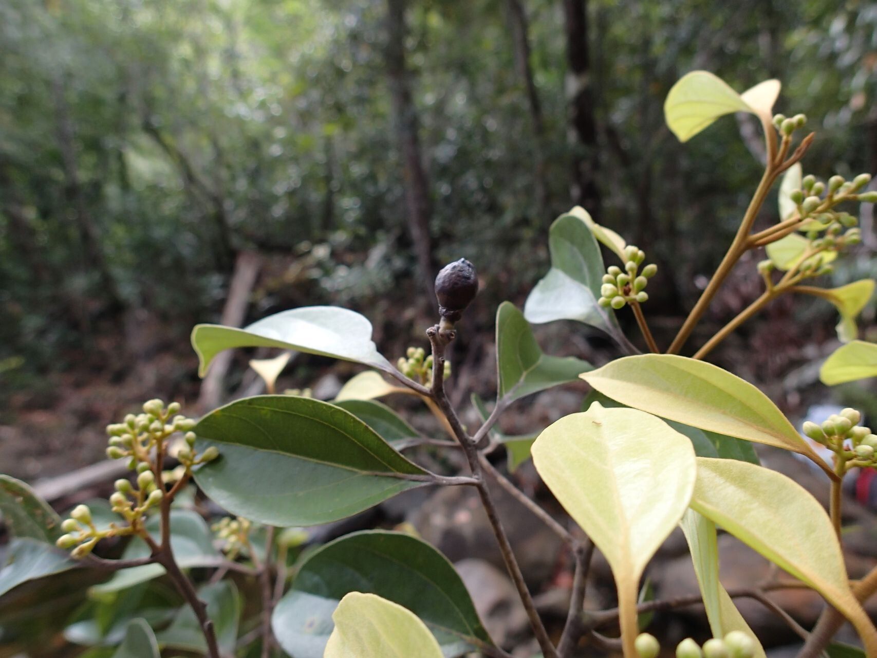 Cryptocarya transversa fruit
