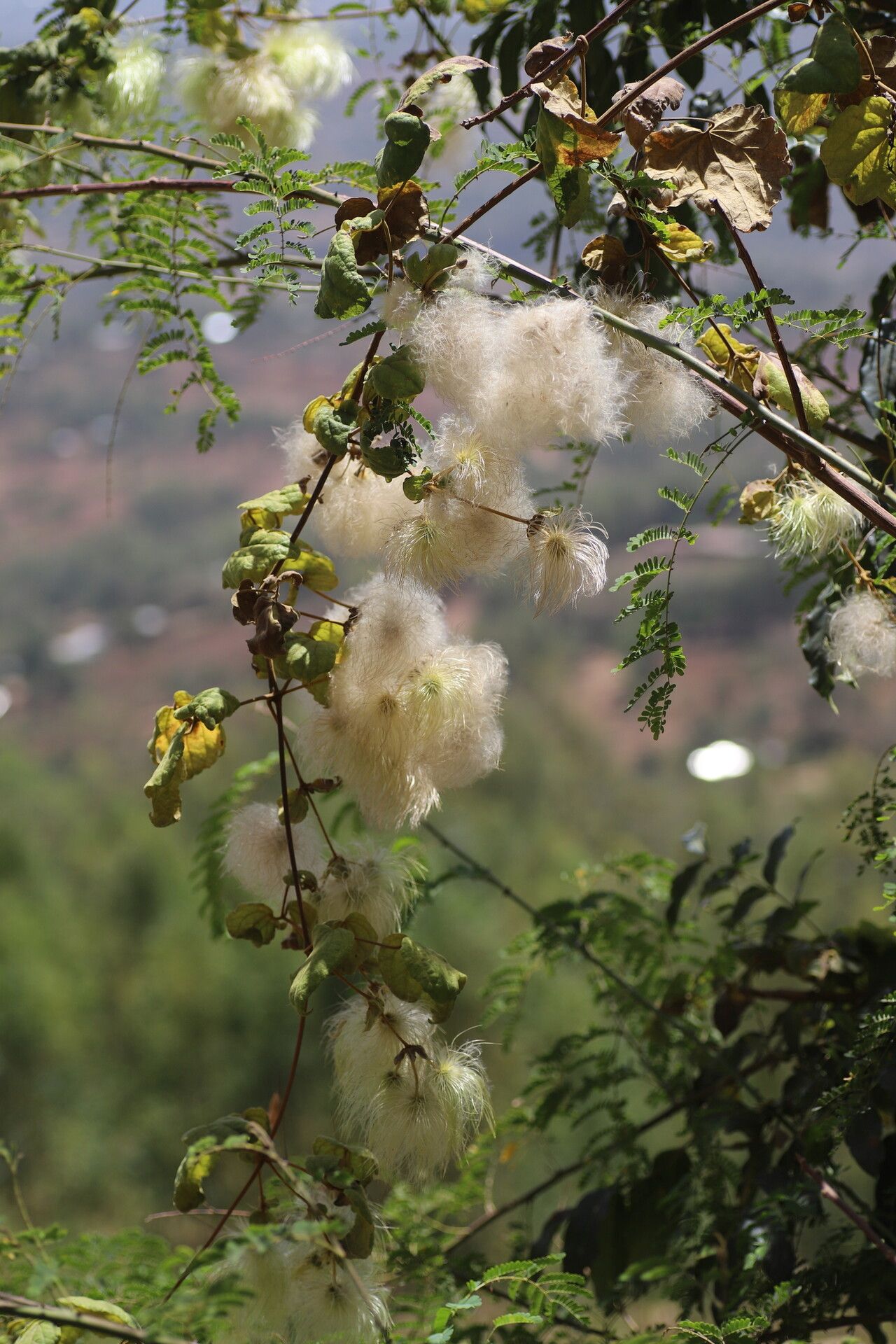 Clematis grandiflora — search result for 'Clematis'