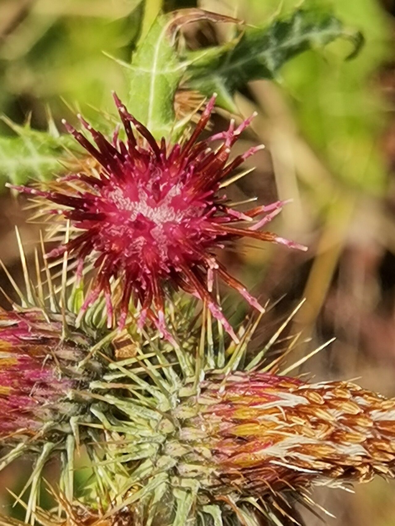 Ptilostemon strictus flower