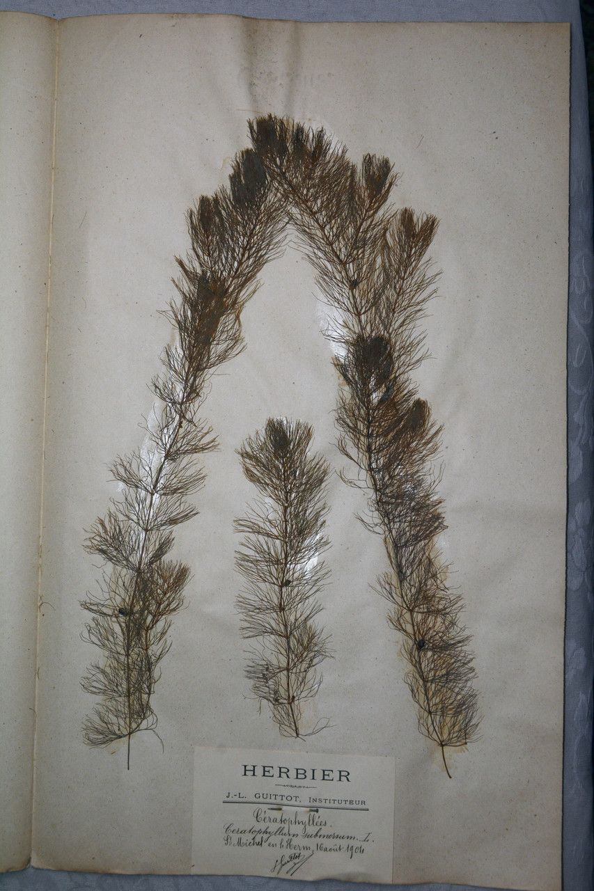 Ceratophyllum submersum other