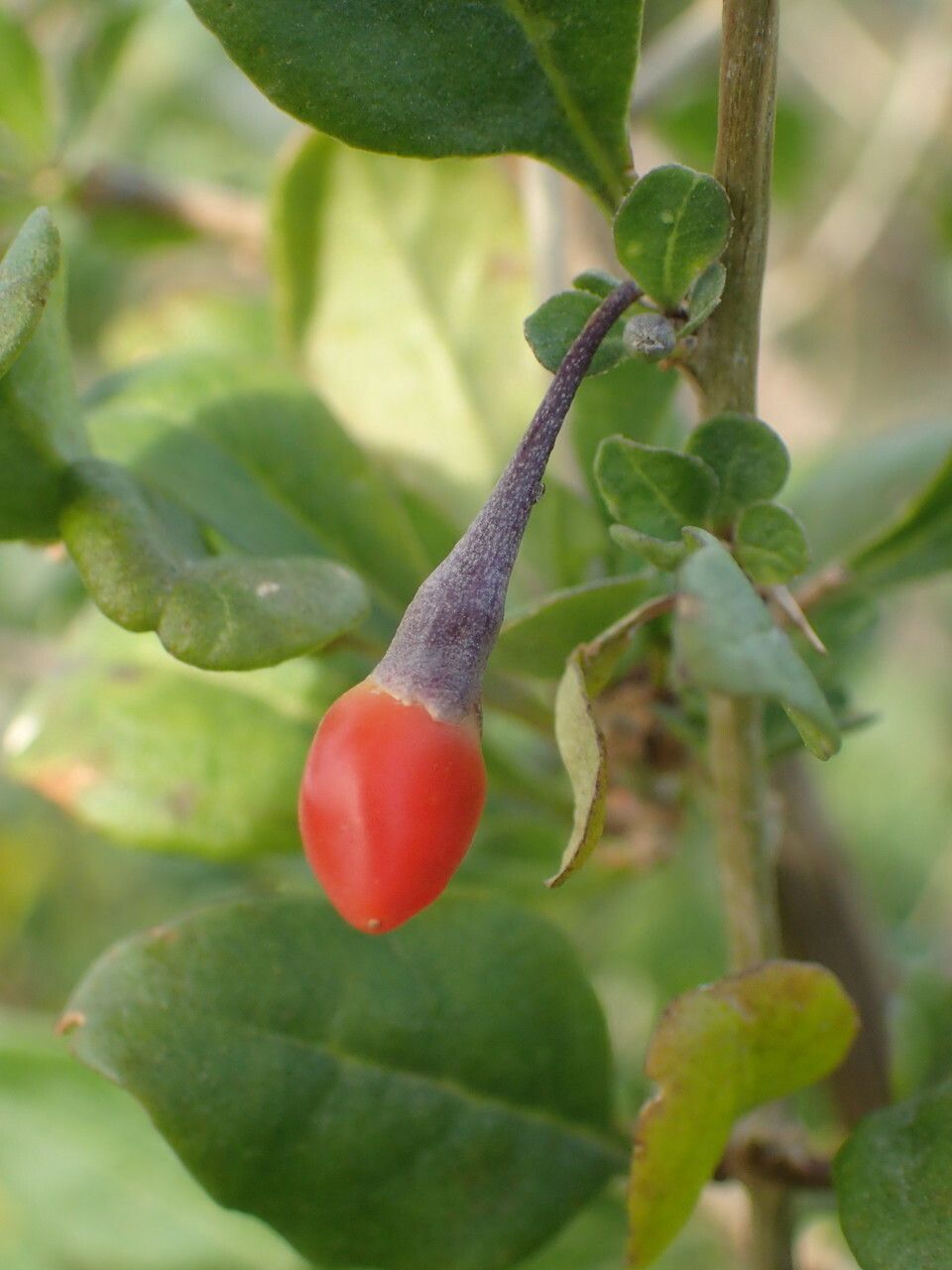Lycium chinense fruit
