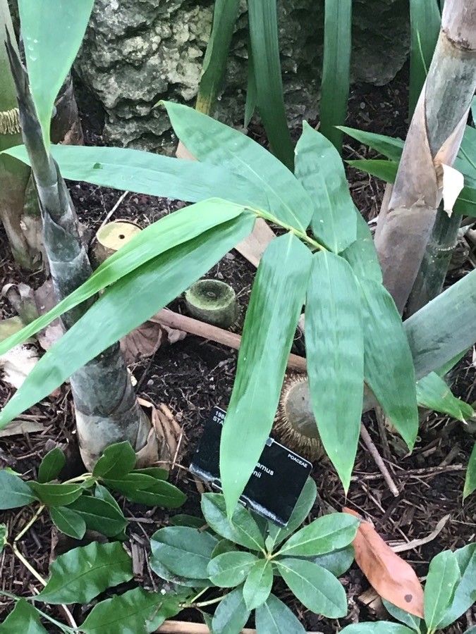 Dendrocalamus hamiltonii habit