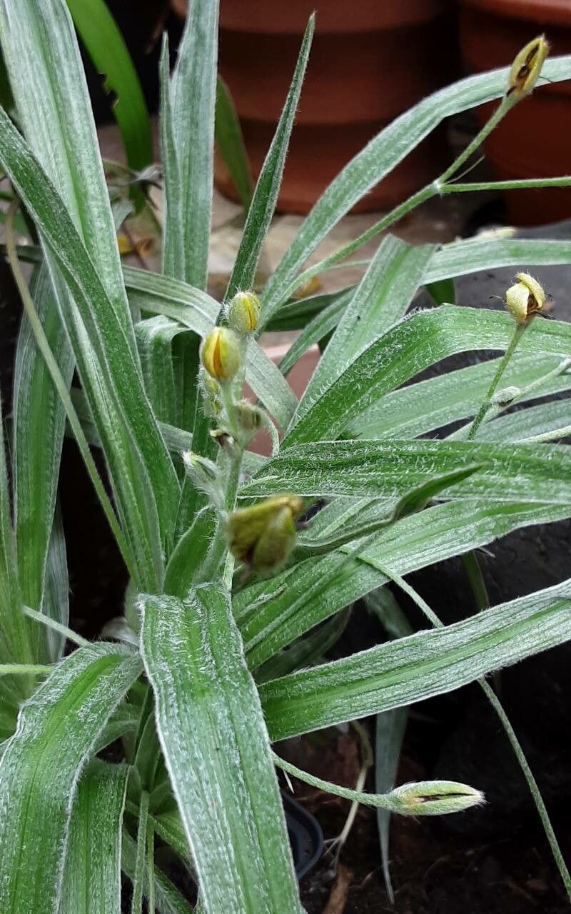 Hypoxis hemerocallidea bark