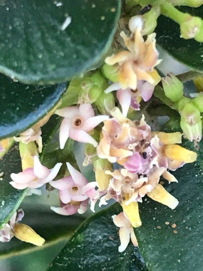 Alyxia clusiophylla flower