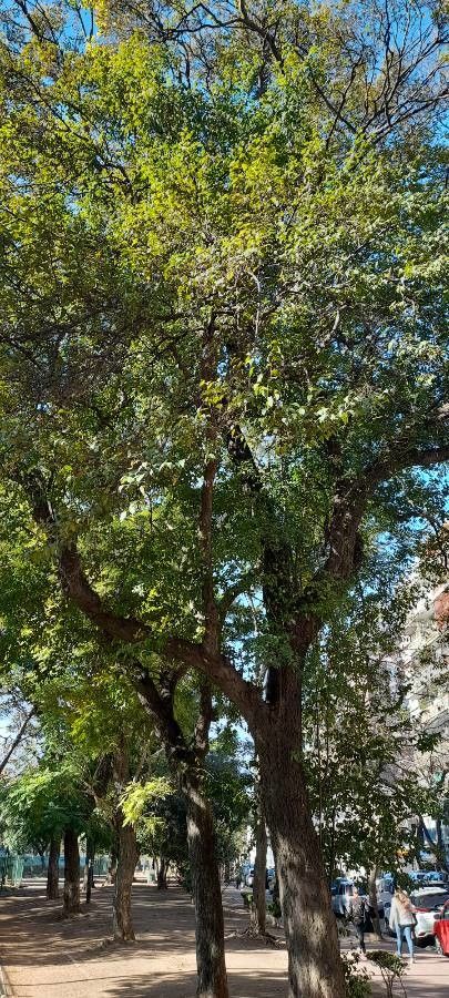 Ruprechtia laxiflora habit