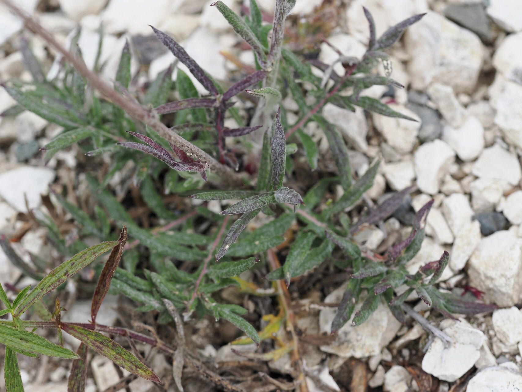 Jurinea blanda — houseplant care guide