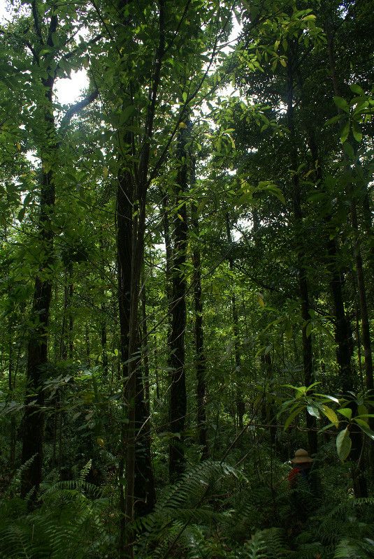 Turraea rutilans habit