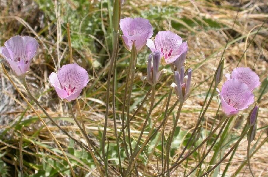 Calochortus striatus — houseplant care guide