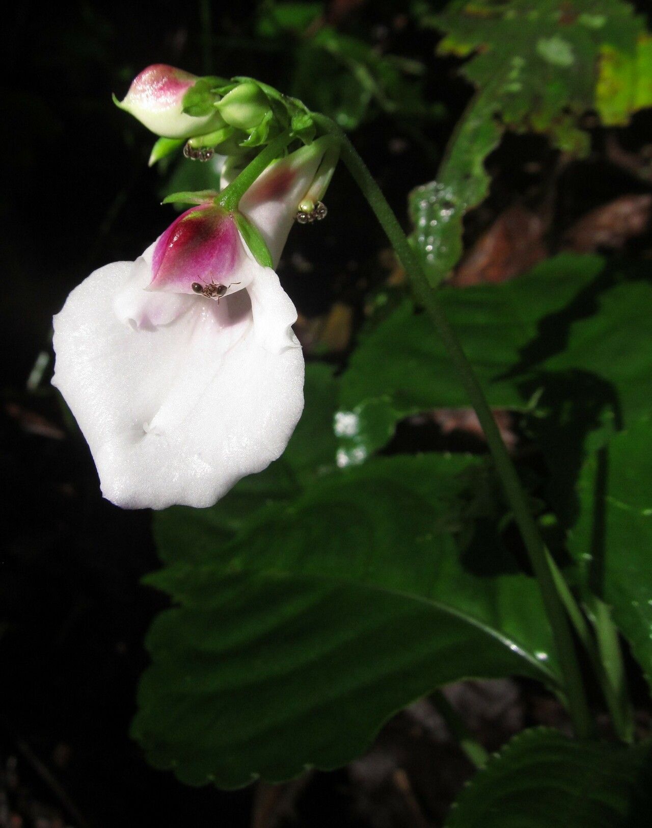 Impatiens macroptera flower