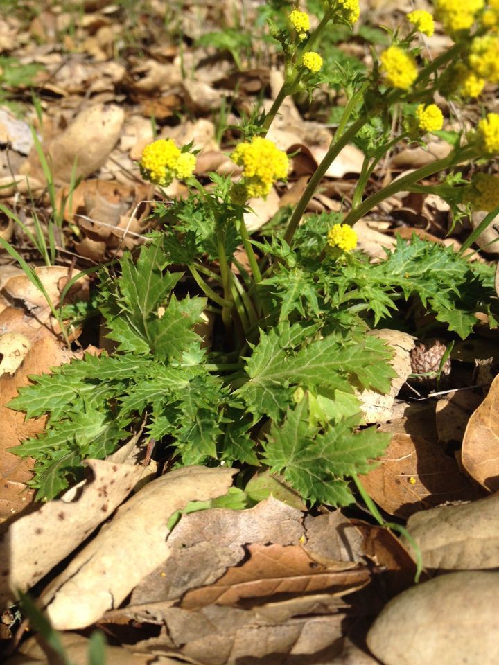 Sanicula laciniata flower