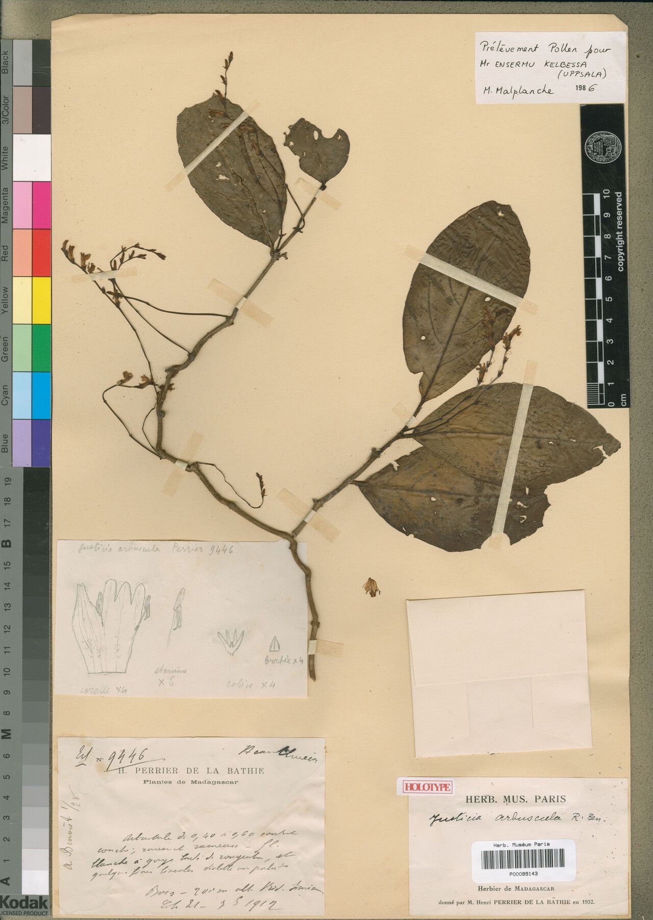 Justicia arbuscula — houseplant care guide