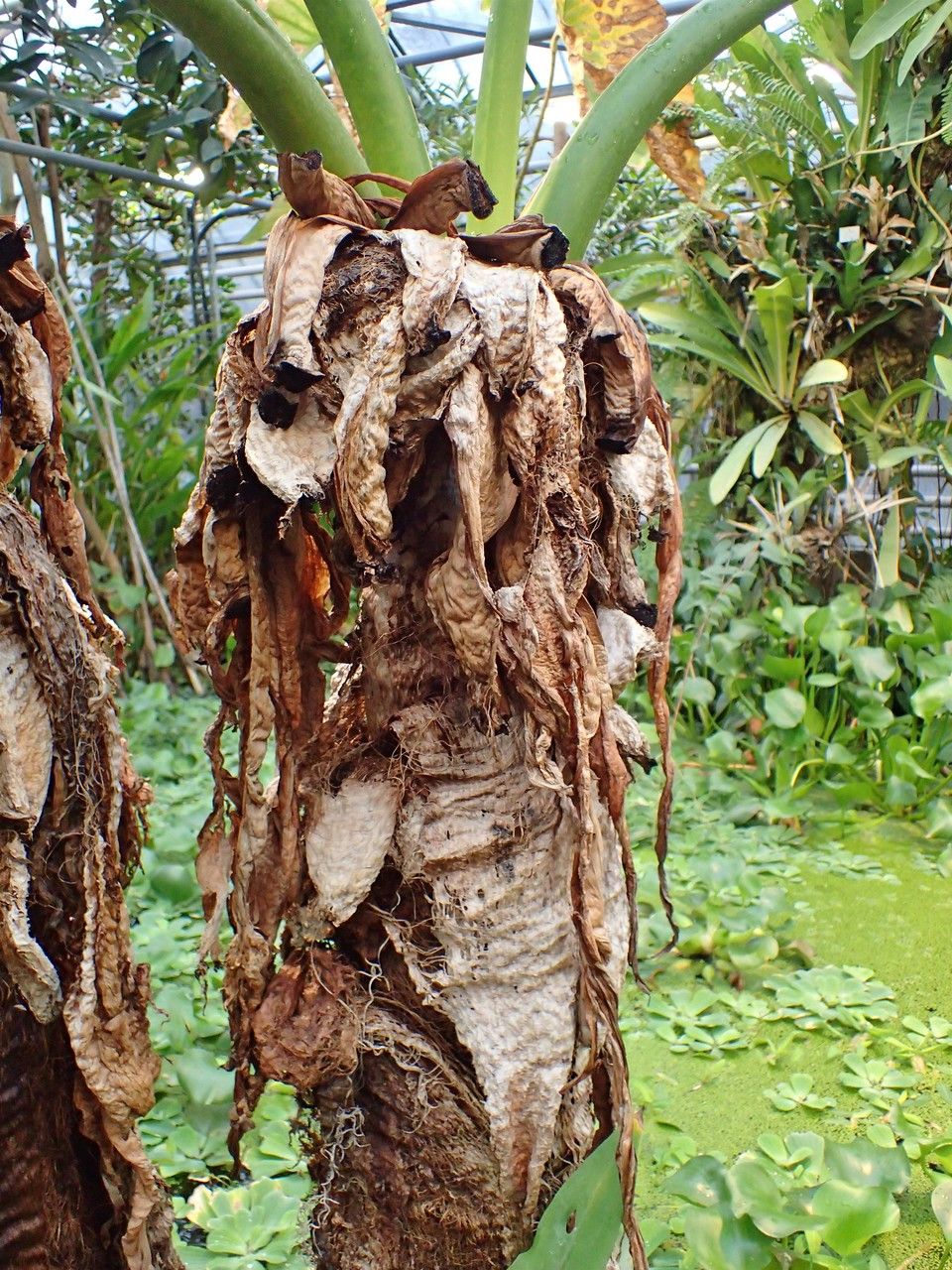 Typhonodorum lindleyanum habit