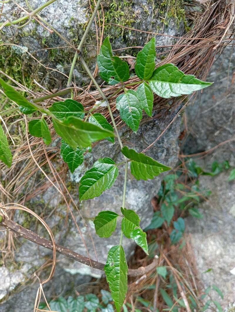 Cyphostemma microdipterum — houseplant care guide