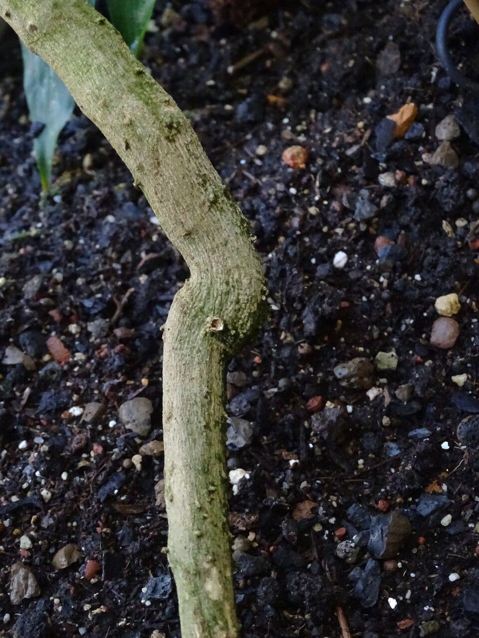 Solanum pseudolulo bark