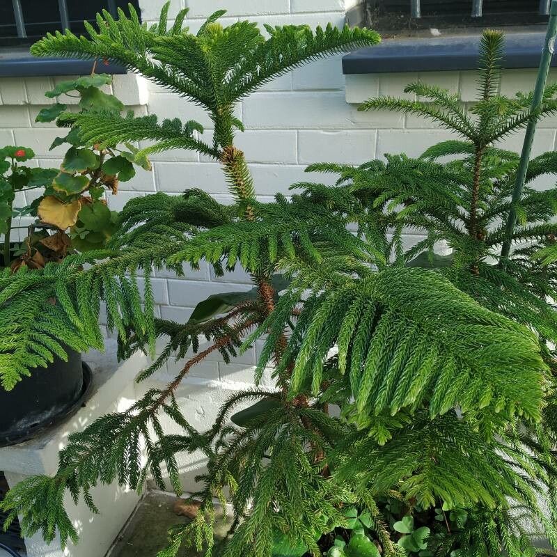 Araucaria nemorosa habit