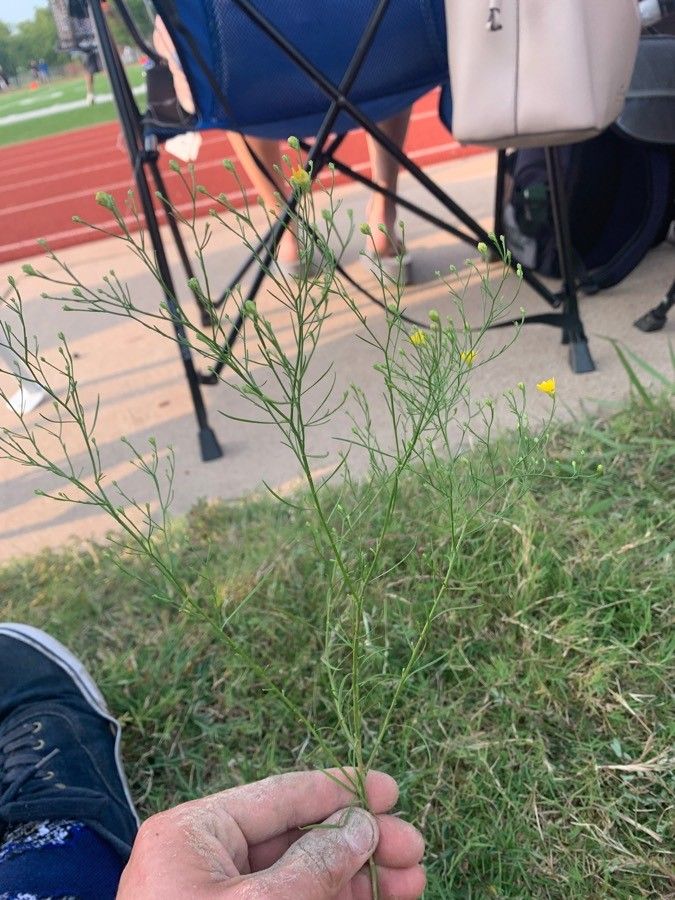 Amphiachyris dracunculoides leaf