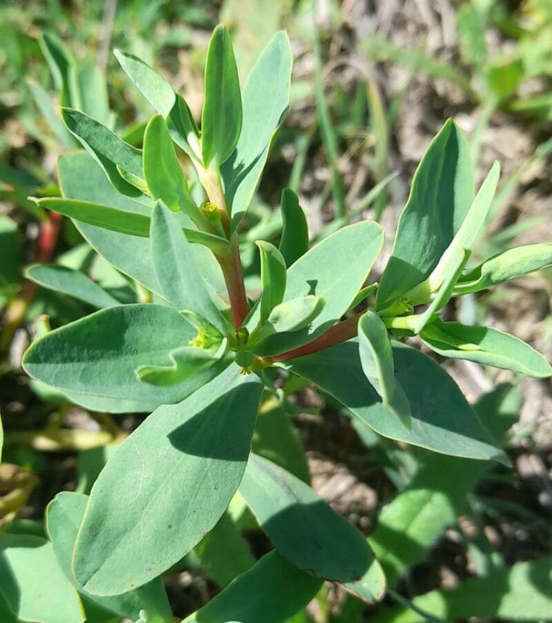 Euphorbia portulacoides — houseplant care guide