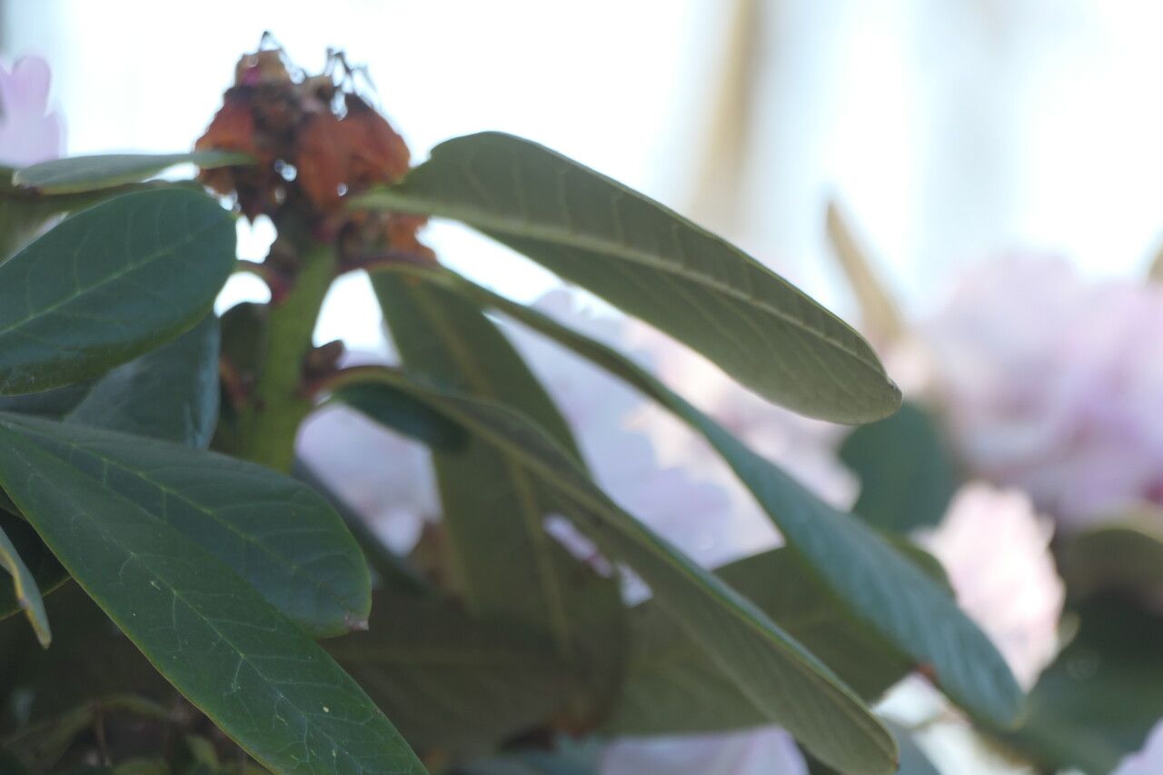 Rhododendron uvariifolium — houseplant care guide