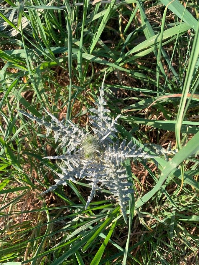 Cirsium dyris flower