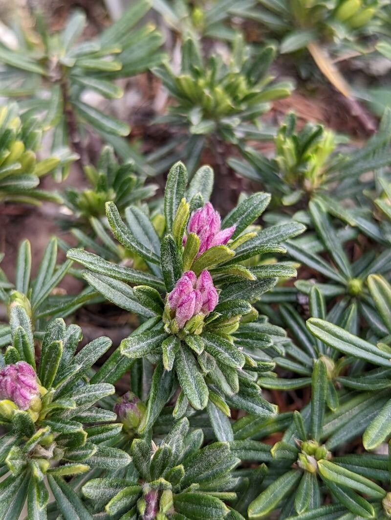 Daphne arbuscula flower