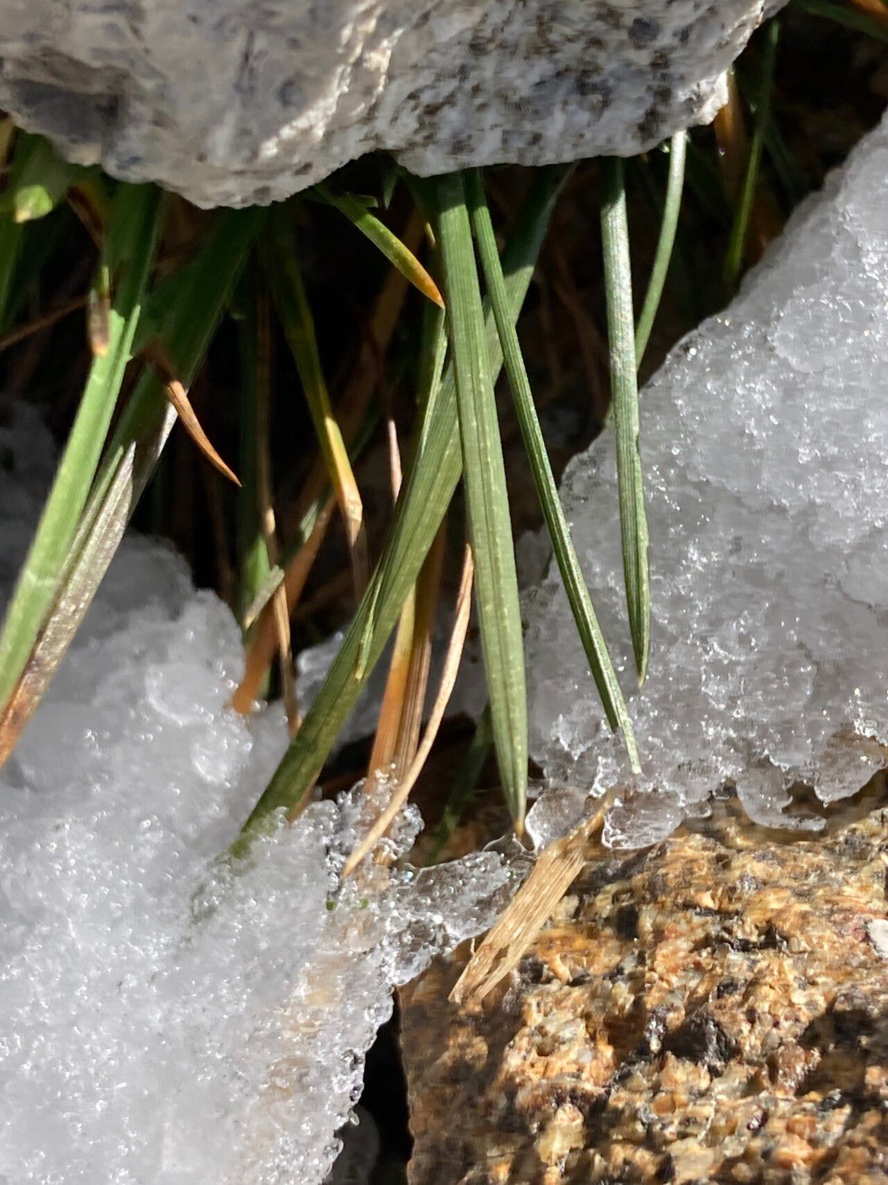 Deschampsia ovata — houseplant care guide