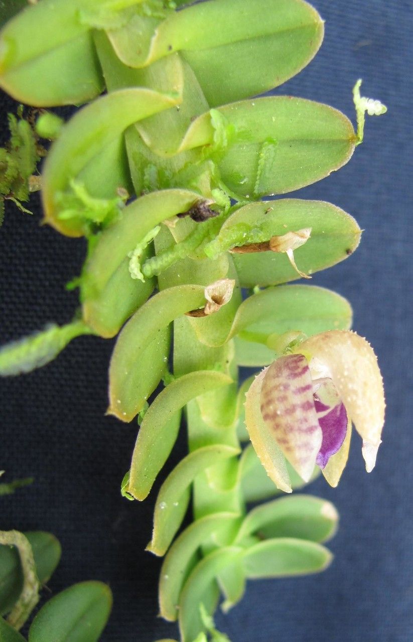 Dichaea cryptarrhena fruit