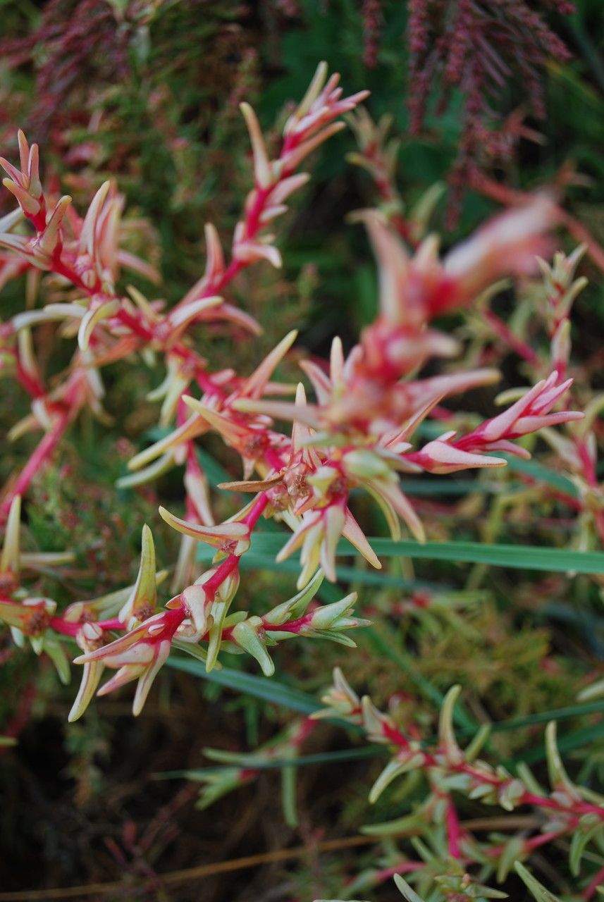 Salsola soda — search result for 'Mediterranean Basin'