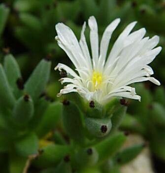 Trichodiadema mirabile flower