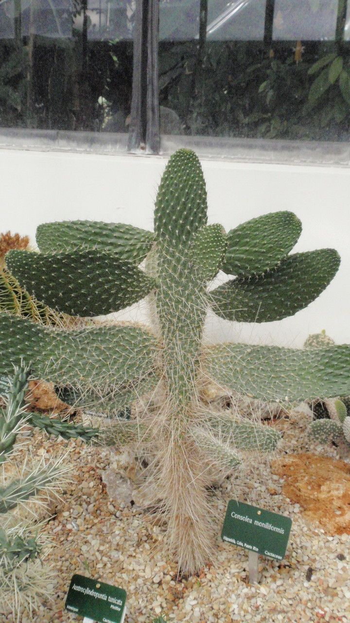 Consolea moniliformis — search result for 'Haiti'