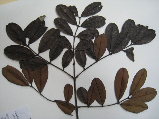 Dimorphandra ignea — related species from the same genus