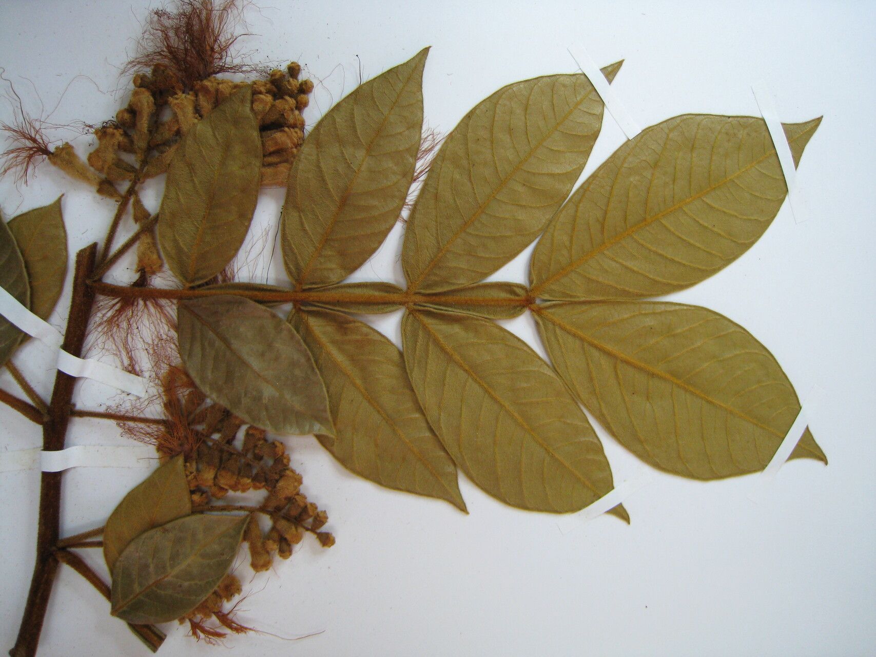 Inga cayennensis other