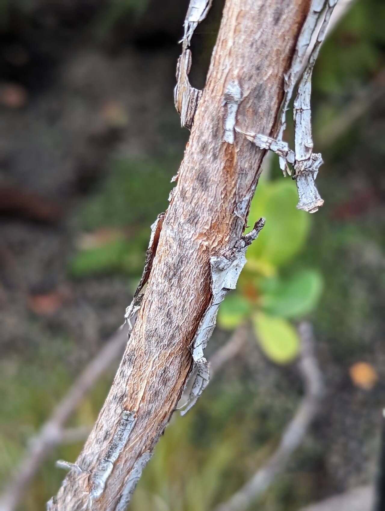 Rhododendron cruttwellii bark