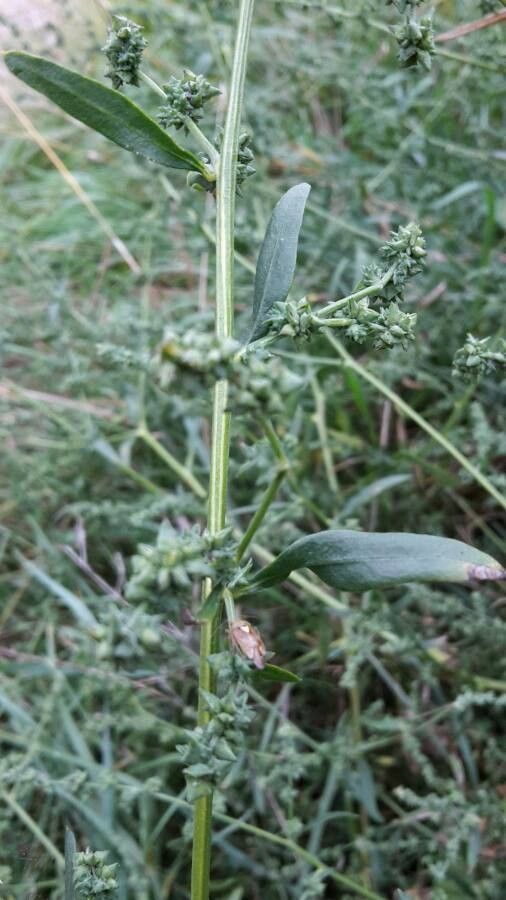 Chenopodium pratericola fruit