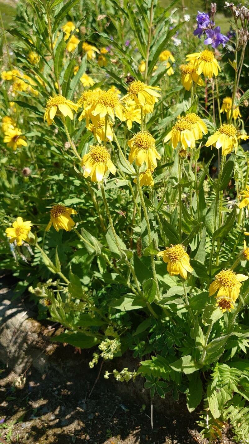 Arnica nevadensis habit