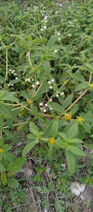 Flaveria trinervia flower
