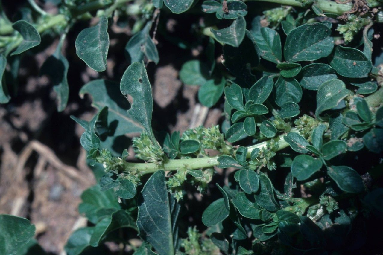 Amaranthus crassipes — search result for 'Amaranthus'