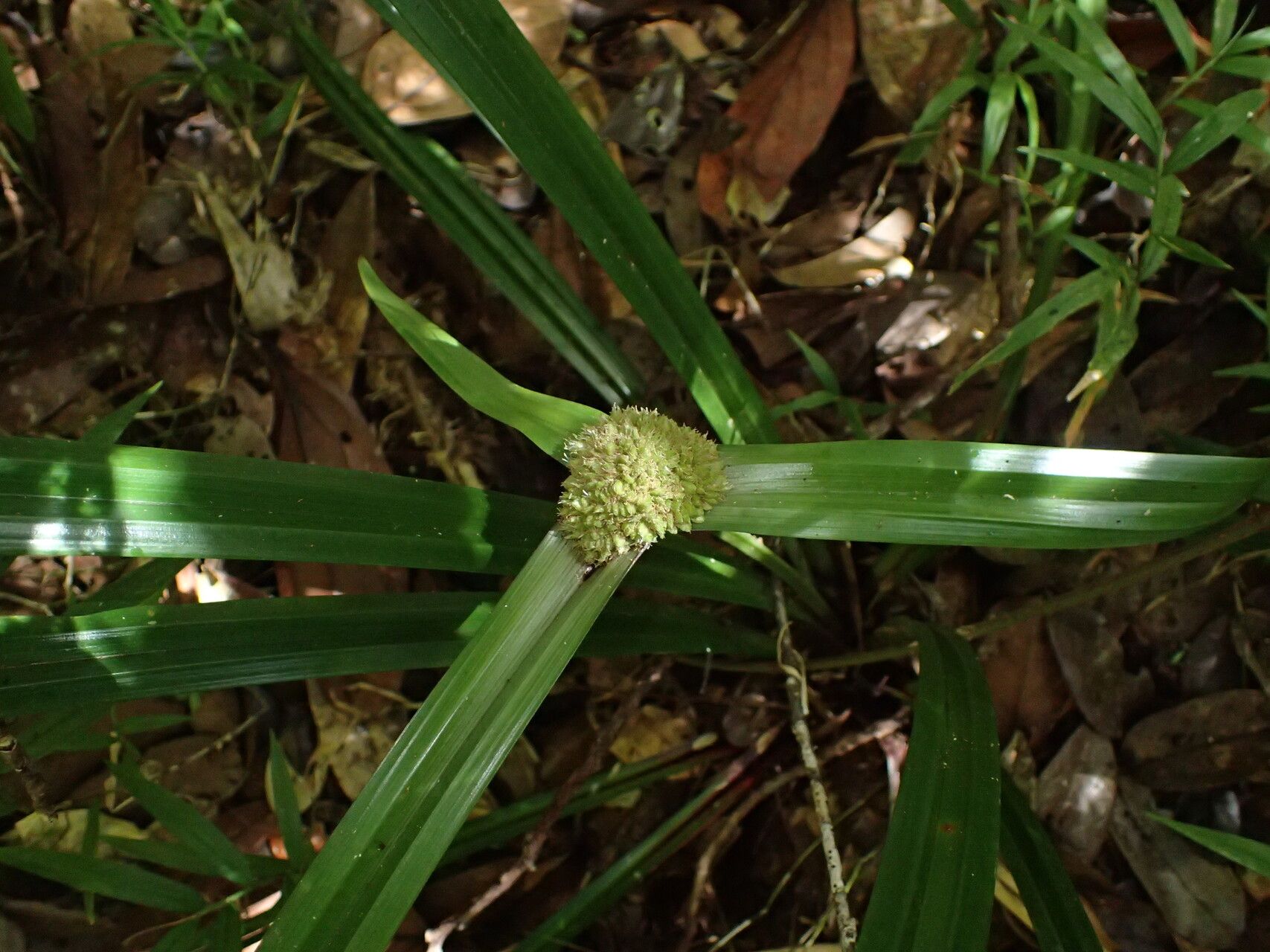Cyperus molliglumis — houseplant care guide