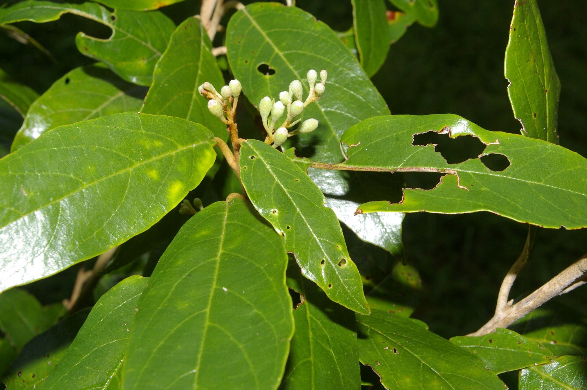Styrax warscewiczii flower