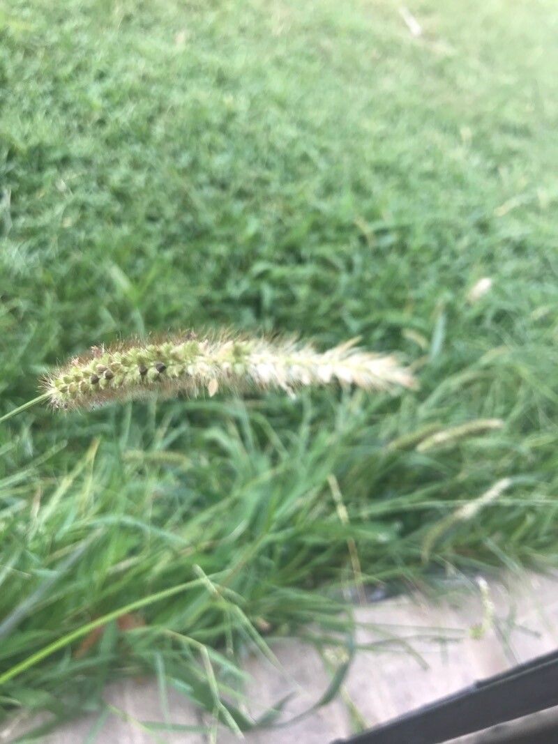 Cenchrus ciliaris fruit