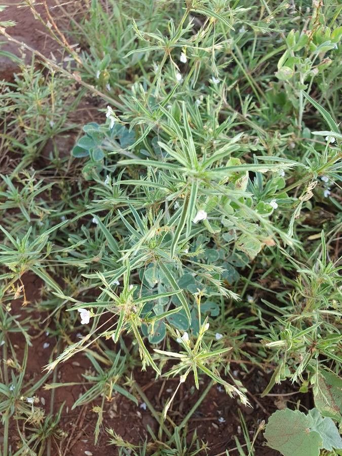 Justicia matammensis habit