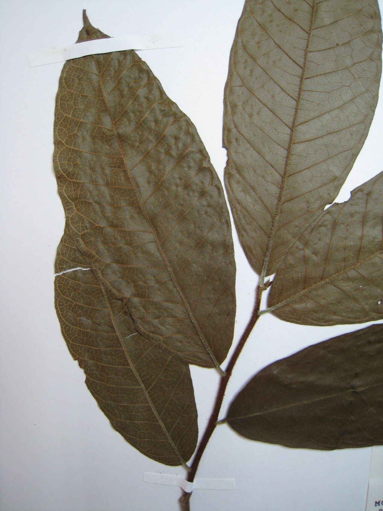 Brosimum acutifolium other