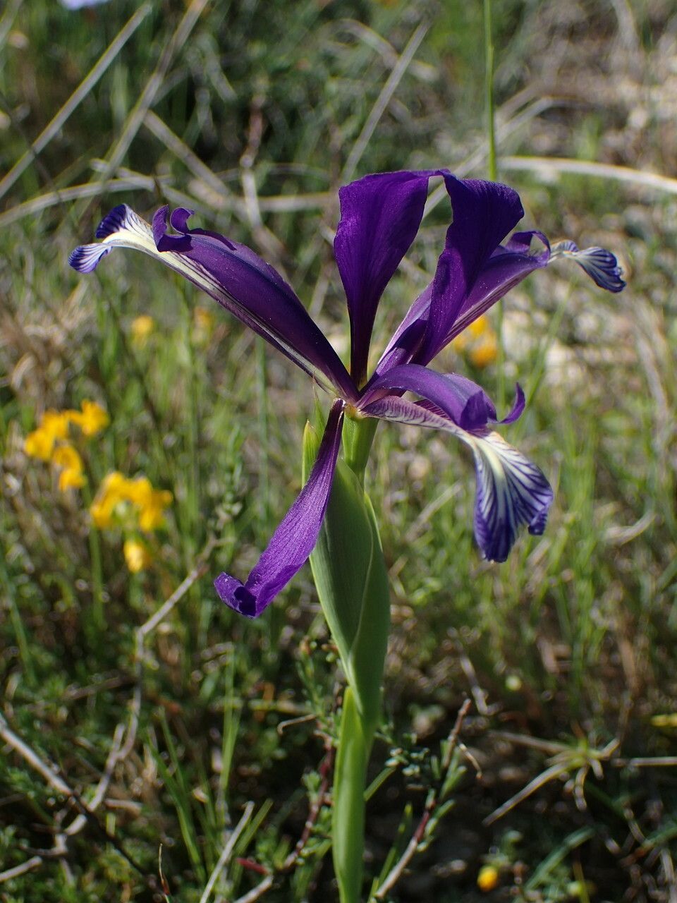 Iris reichenbachiana flower